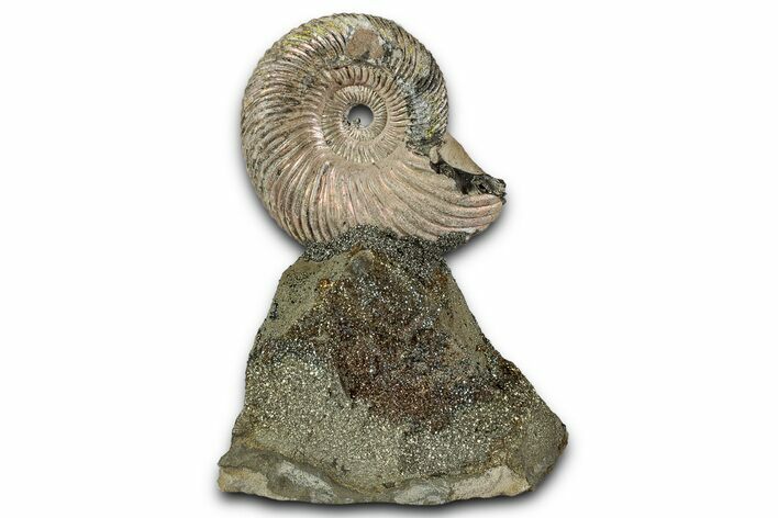 Iridescent, Pyritized Ammonite (Quenstedticeras) Fossil Display #353743
